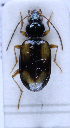  (Bembidion cruciatum bualei - TLMF Col. 00198)  @14 [ ] CreativeCommons - Attribution Non-Commercial Share-Alike (2016) Andreas Eckelt Tiroler Landesmuseum