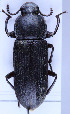  (Tenebrio opacus - TLMF Col. 00209)  @11 [ ] CreativeCommons - Attribution Non-Commercial Share-Alike (2016) Andreas Eckelt Tiroler Landesmuseum