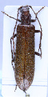  (Calopus serraticornis - TLMF Col. 00226)  @14 [ ] CreativeCommons - Attribution Non-Commercial Share-Alike (2016) Andreas Eckelt Tiroler Landesmuseum