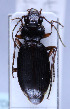  (Nebria hellwigii - TLMF Col. 00256)  @14 [ ] CreativeCommons - Attribution Non-Commercial Share-Alike (2016) Andreas Eckelt Tiroler Landesmuseum