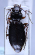  (Nebria hellwigii chalcicola - TLMF Col. 00256)  @14 [ ] CreativeCommons - Attribution Non-Commercial Share-Alike (2016) Andreas Eckelt Tiroler Landesmuseum