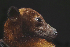  (Pteropus hypomelanus - ZMMU S-186761)  @14 [ ] Copyright (2011) Sergei Kruskop Zoological Museum of Moscow University