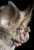  (Rhinolophus hildebrandtii - 07IVK-484)  @14 [ ] Copyright (2008) Unspecified Centers for Disease Control and Prevention