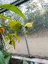  (Cycnoches lehmannii - ORDNA00160)  @11 [ ] Copyright (2019) Unspecified Atlanta Botanical Garden