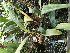  (Xylobium variegatum - ORDNA00848)  @11 [ ] Copyright (2019) Unspecified Atlanta Botanical Garden