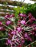  (Schomburgkia undulata - ORDNA00237)  @11 [ ] Copyright (2019) Unspecified Atlanta Botanical Garden