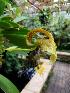  (Bulbophyllum grandiflorum - BB66)  @11 [ ] Copyright (2019) Unspecified Atlanta Botanical Garden