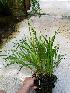  (Jacquiniella equitantifolia - BB75)  @11 [ ] Copyright (2019) Unspecified Atlanta Botanical Garden