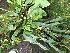  (Chondroscaphe chestertonii - ORDNA00758)  @11 [ ] Copyright (2019) Unspecified Atlanta Botanical Garden