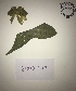  (Catasetum sp - ORDNA00093)  @11 [ ] Copyright (2018) Unspecified Atlanta Botanical Garden