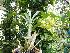  (Catasetum expansum - BB84)  @11 [ ] Copyright (2019) Unspecified Atlanta Botanical Garden