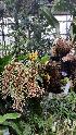  (Inobulbum munificum - BB65)  @11 [ ] Copyright (2019) Unspecified Atlanta Botanical Garden