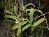  (Schoenorchis micrantha - ORDNA00242)  @11 [ ] Copyright (2019) Unspecified Atlanta Botanical Garden