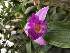  (Sobralia warszewiczii - ORDNA00902)  @11 [ ] Copyright (2019) Unspecified Atlanta Botanical Garden