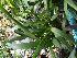 (Maxillaria coccinea - ORDNA00843)  @11 [ ] Copyright (2019) Unspecified Atlanta Botanical Garden