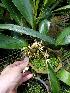  (Maxillaria hennisiana - BB51)  @11 [ ] Copyright (2019) Unspecified Atlanta Botanical Garden