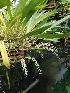  (Bulbophyllum gibbosum - ORDNA00161)  @11 [ ] Copyright (2019) Unspecified Atlanta Botanical Garden