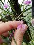  (Leptotes bohnkiana - ORDNA00231)  @11 [ ] Copyright (2019) Unspecified Atlanta Botanical Garden