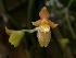  (Systeloglossum acuminatum - ORDNA00111)  @11 [ ] Copyright (2019) Unspecified Atlanta Botanical Garden
