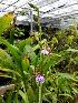  (Zygopetalum brachypetalum - BB52)  @11 [ ] Copyright (2019) Unspecified Atlanta Botanical Garden