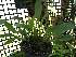  (Scaphosepalum breve - ORDNA00834)  @11 [ ] Copyright (2019) Unspecified Atlanta Botanical Garden