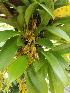  (Pabstiella tripterantha - ORDNA00208)  @11 [ ] Copyright (2019) Unspecified Atlanta Botanical Garden
