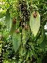  (Pleurothallis cyanea - BB23)  @11 [ ] Copyright (2019) Unspecified Atlanta Botanical Garden