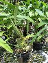  (Encyclia parviflora - ORDNA00872)  @11 [ ] Copyright (2019) Unspecified Atlanta Botanical Garden