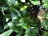  (Pleurothallis cardiothallis - ORDNA00832)  @11 [ ] Copyright (2019) Unspecified Atlanta Botanical Garden