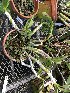  (Caularthron bicornutum - ORDNA00864)  @11 [ ] Copyright (2019) Unspecified Atlanta Botanical Garden