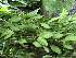  (Zootrophion serpentinum - ORDNA00795)  @11 [ ] Copyright (2019) Unspecified Atlanta Botanical Garden