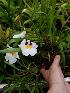  (Miltoniopsis roezlii - ORDNA00091)  @11 [ ] Copyright (2019) Unspecified Atlanta Botanical Garden