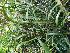  (Arundina graminifolia - ORDNA00839)  @11 [ ] Copyright (2019) Unspecified Atlanta Botanical Garden