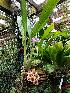  (Lycomormium squalidum - BB34)  @11 [ ] Copyright (2019) Unspecified Atlanta Botanical Garden