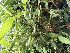 (Sobralia tricolor - ORDNA00844)  @11 [ ] Copyright (2019) Unspecified Atlanta Botanical Garden