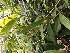  (Sobralia macrantha - ORDNA00845)  @11 [ ] Copyright (2019) Unspecified Atlanta Botanical Garden