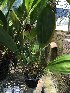  (Xylobium pallidiflorum - ORDNA00852)  @11 [ ] Copyright (2019) Unspecified Atlanta Botanical Garden
