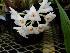  (Coeliopsis hyacinthosma - BB30)  @11 [ ] Copyright (2019) Unspecified Atlanta Botanical Garden