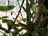  (Masdevallia amplexa - ORDNA00814)  @11 [ ] Copyright (2019) Unspecified Atlanta Botanical Garden