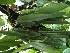  (Dresslerella caesariata - ORDNA00798)  @11 [ ] Copyright (2019) Unspecified Atlanta Botanical Garden