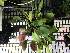  (Trichosalpinx orbicularis - ORDNA00768)  @11 [ ] Copyright (2019) Unspecified Atlanta Botanical Garden