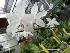  (Phalaenopsis tetraspis - BB54)  @11 [ ] Copyright (2019) Unspecified Atlanta Botanical Garden