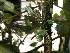  (Porroglossum meridionale - ORDNA00824)  @11 [ ] Copyright (2019) Unspecified Atlanta Botanical Garden