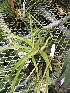  (Aerides multiflora - ORDNA00881)  @11 [ ] Copyright (2019) Unspecified Atlanta Botanical Garden