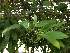  (Masdevallia constricta - ORDNA00753)  @11 [ ] Copyright (2019) Unspecified Atlanta Botanical Garden