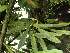  (Masdevallia peristeria - ORDNA00751)  @11 [ ] Copyright (2019) Unspecified Atlanta Botanical Garden