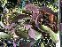 (Acianthera prolifera - ORDNA00835)  @11 [ ] Copyright (2019) Unspecified Atlanta Botanical Garden