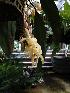 (Stanhopea panamensis - ORDNA00100)  @11 [ ] Copyright (2019) Unspecified Atlanta Botanical Garden