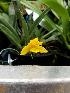  (Promenaea silvana - BB26)  @11 [ ] Copyright (2019) Unspecified Atlanta Botanical Garden
