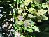  (Pleurothallis crucifera - ORDNA00830)  @11 [ ] Copyright (2019) Unspecified Atlanta Botanical Garden